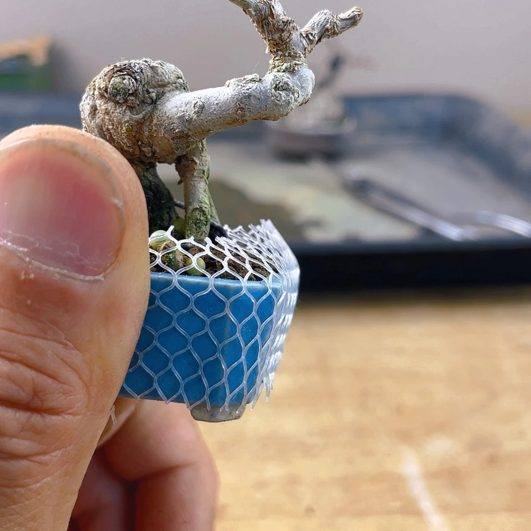 无花朵_****6石榴花开富贵吉祥