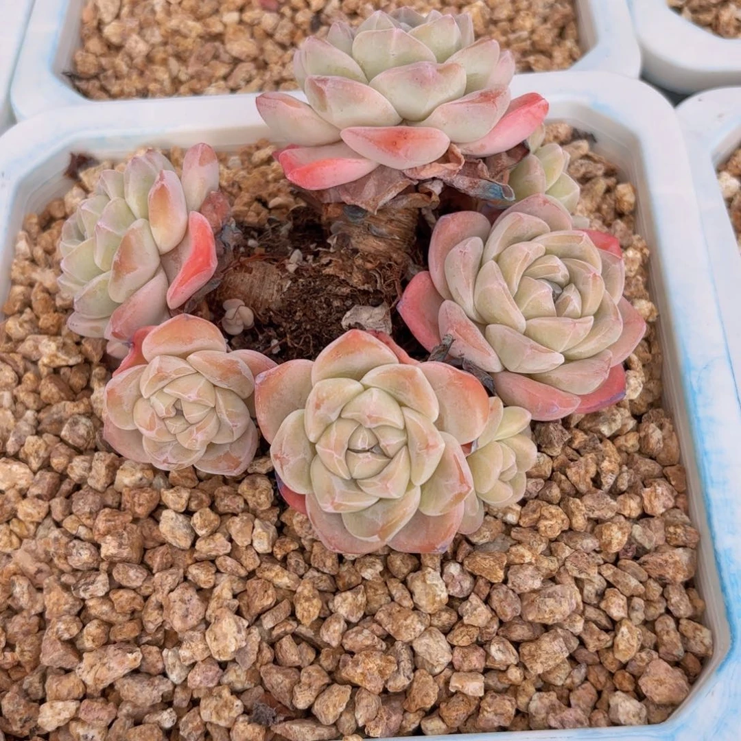 一物一拍，冰玉群生