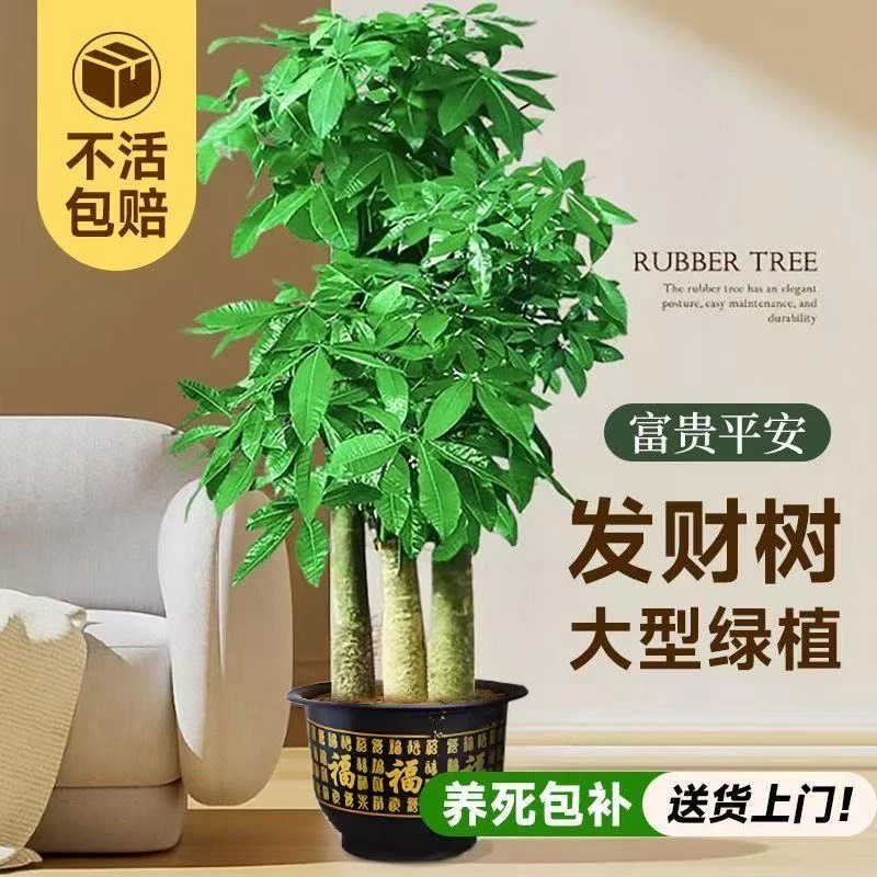 茂盛1.6米到1.8米步步高大型发财树绿植盆栽办公室乔迁开业装饰