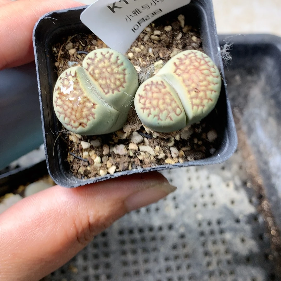 K194多肉植物保护研究所