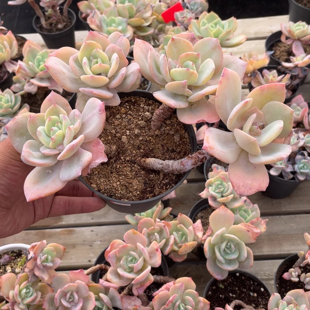 1011  白凤  六月六