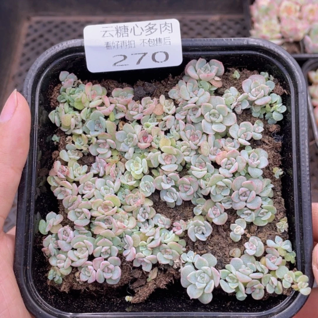 云糖心多肉植物270