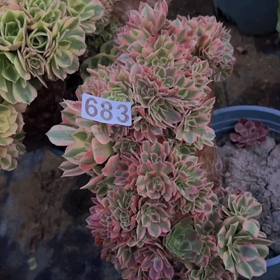 一***安多肉植物一个法师追