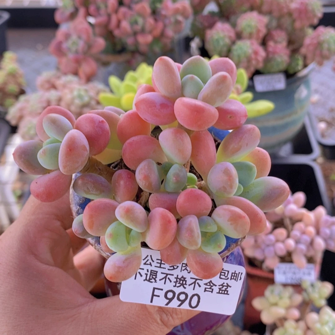 香水洛神8cm990多肉植物