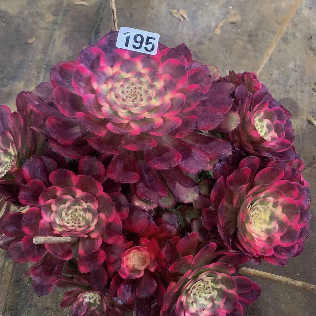 盔**士多肉黑金刚.0195.00000