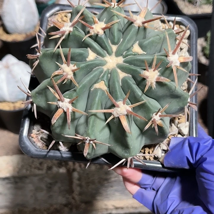 習*_1111111111111111