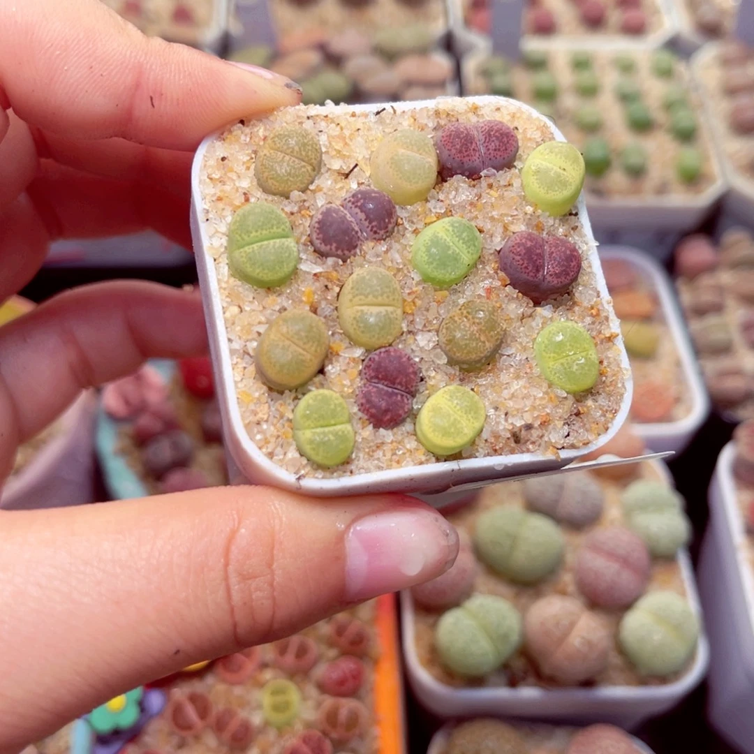 20号带盆包邮发货