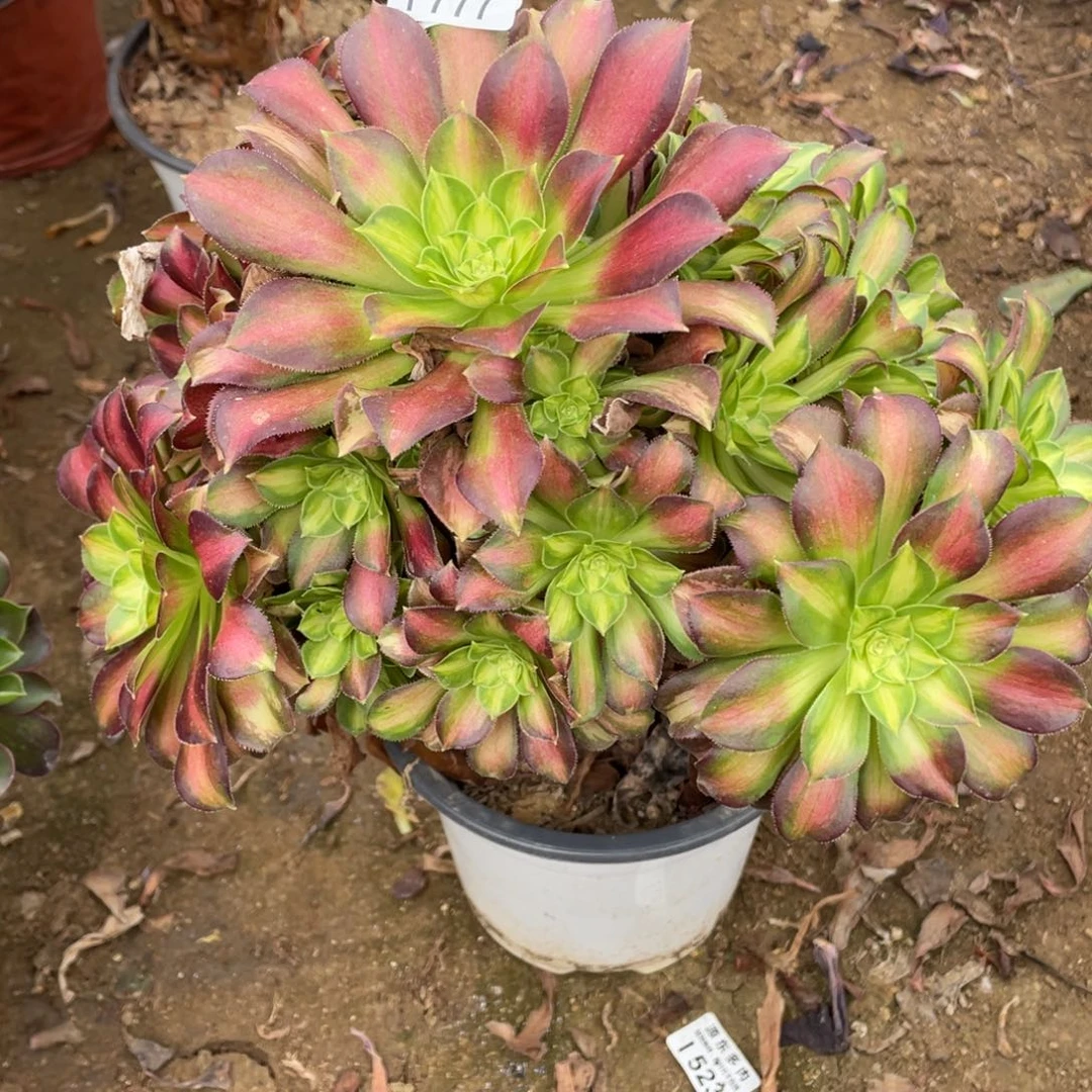 777韶华多肉法师断枝不包