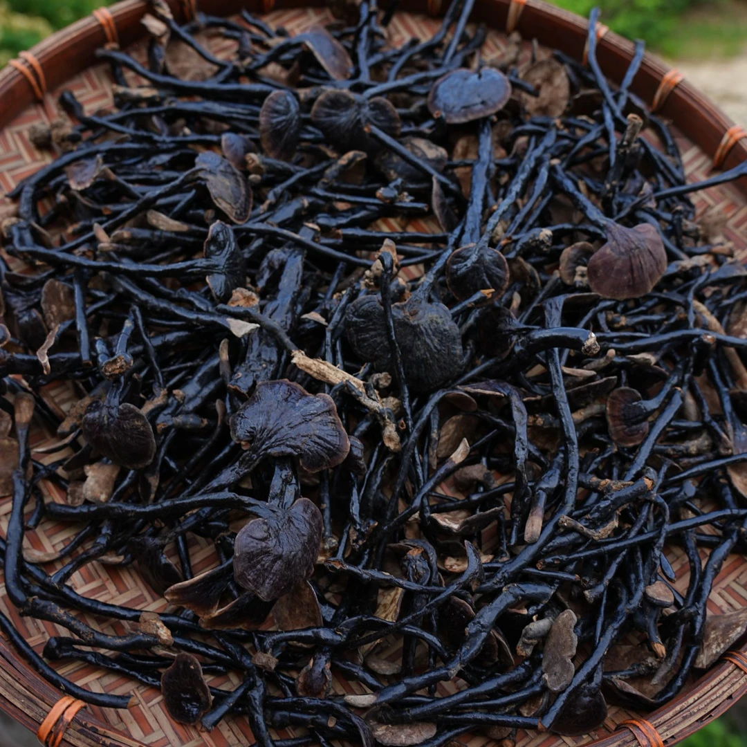 代卖秦岭深山自寻竹灵芝