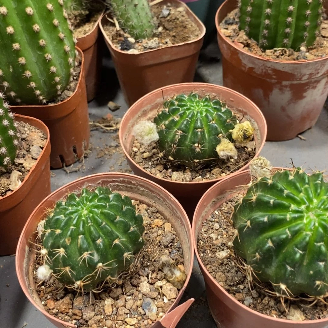 自根进口丽花L33一杯