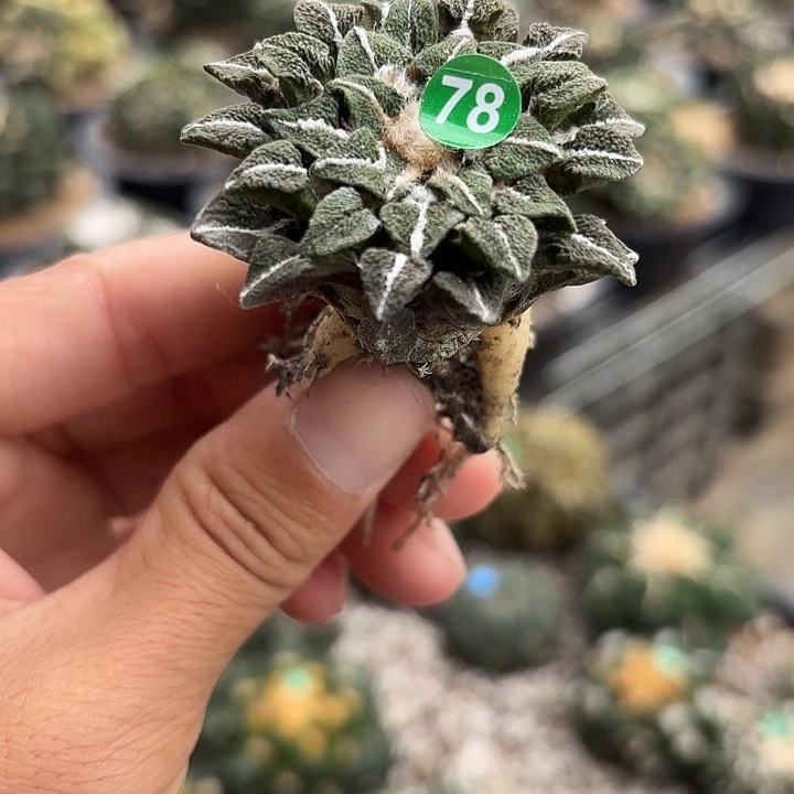 袖蒲苗接落地仙人球78