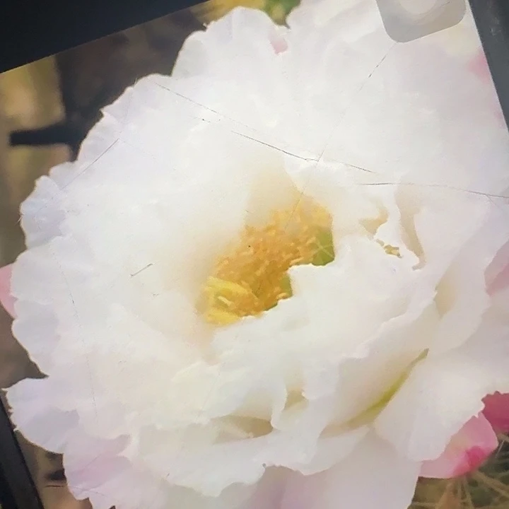 白牡丹侧芽5公分毛花柱