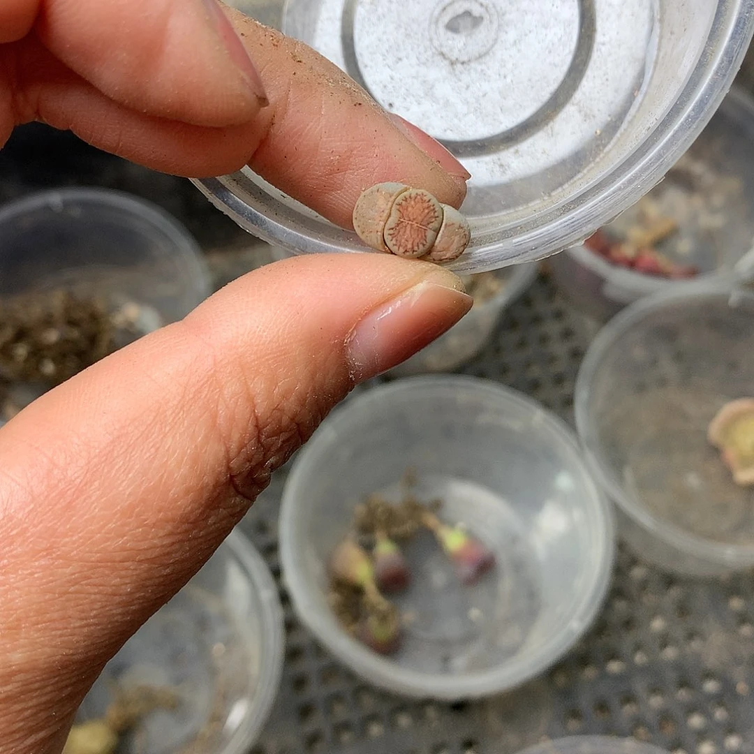 歆**愿W568多肉植物保护研究所