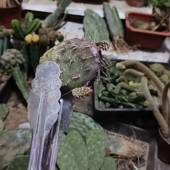 云***雪黑骑士一颗加两颗多闻柱母本