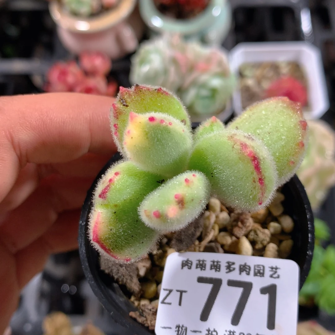 5CM拇指盆精控多肉ZT771
