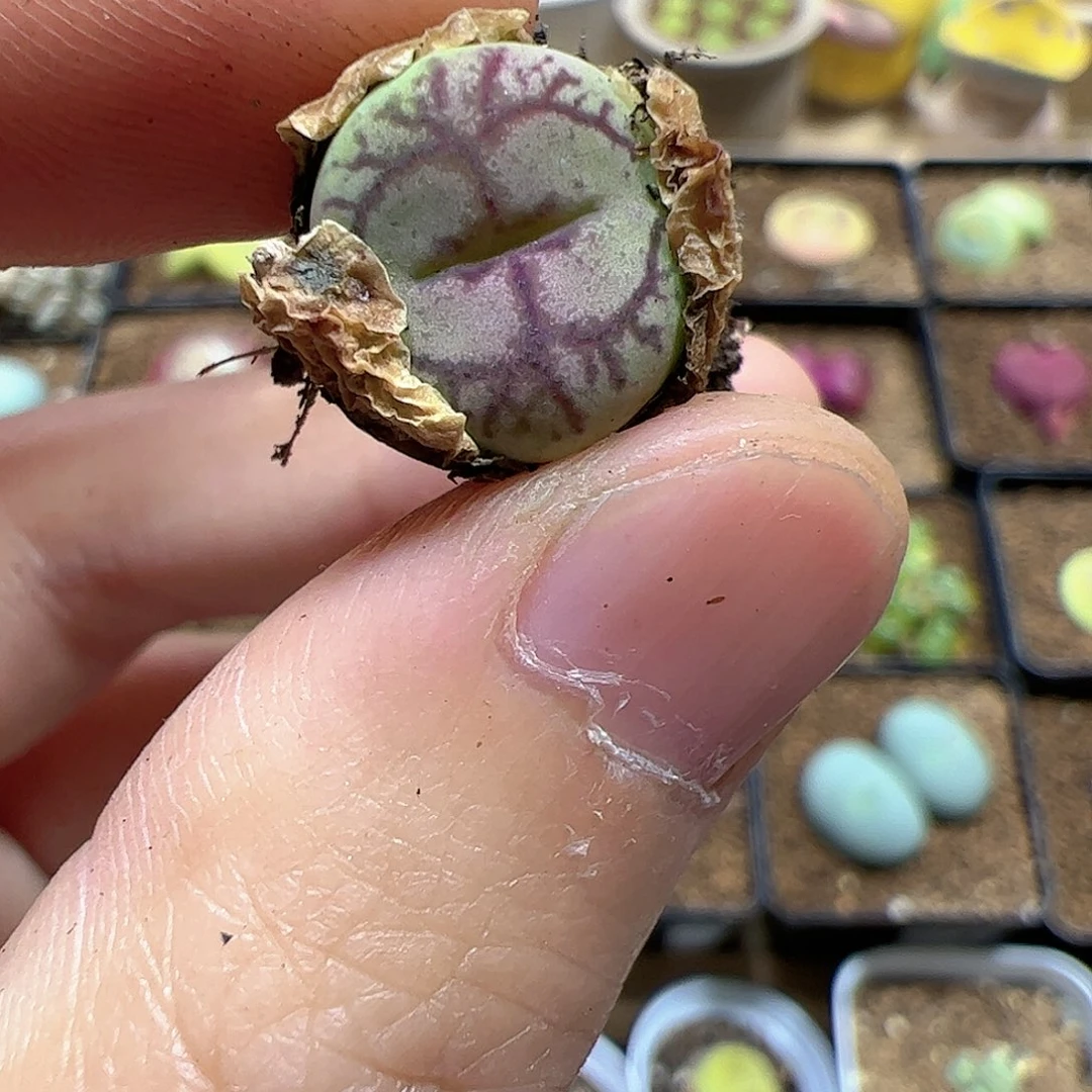 【闪购商品】261 变异