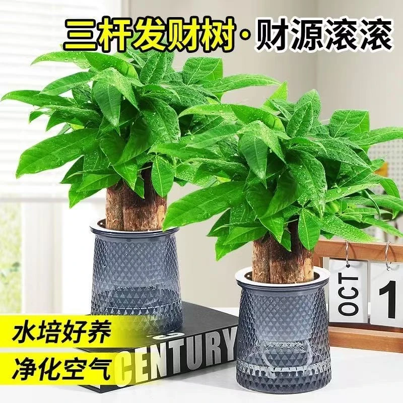【带盆三杆发财树】四季常青发财树室内好养绿植带盆发财树财源滚滚