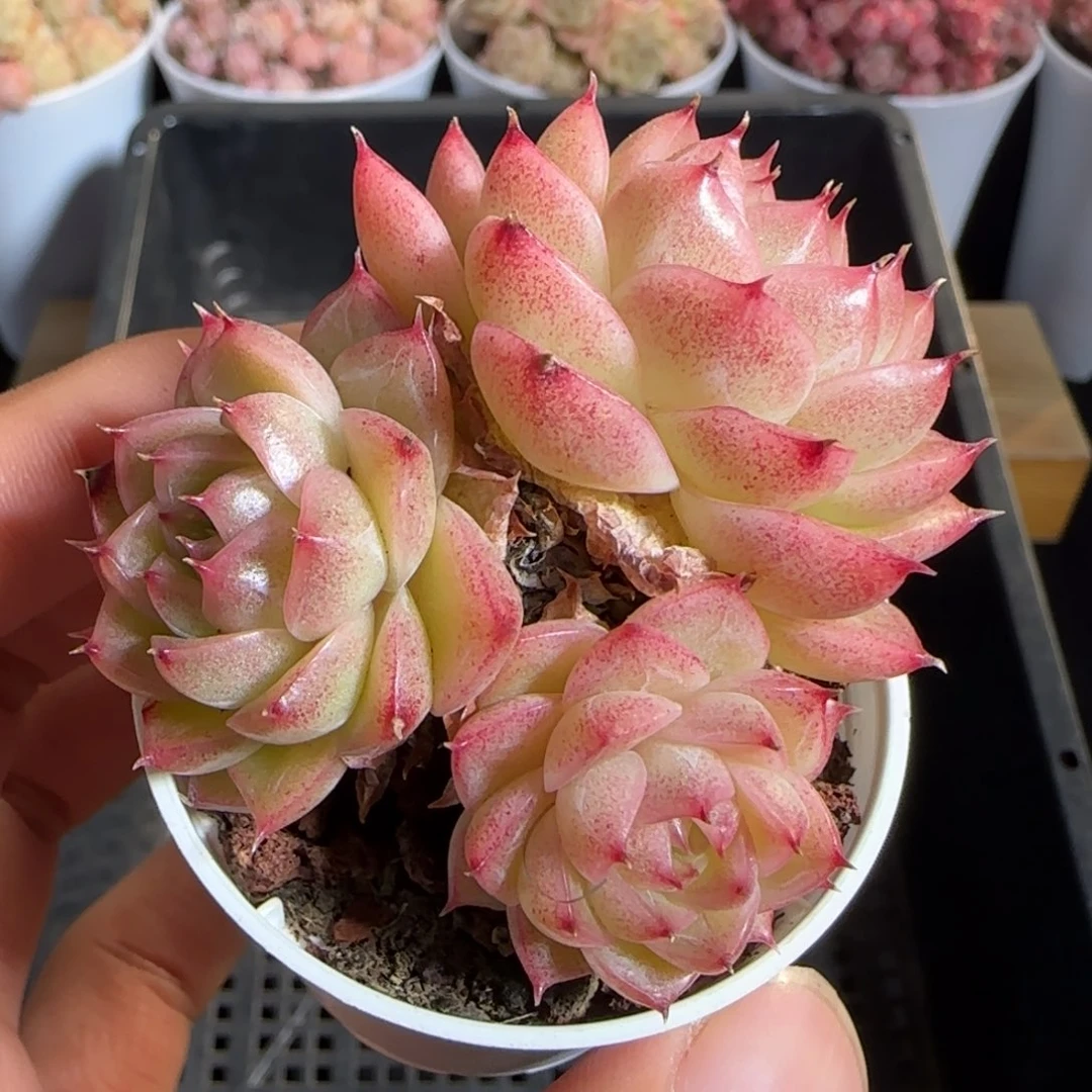 多肉1222-161包子麦秆