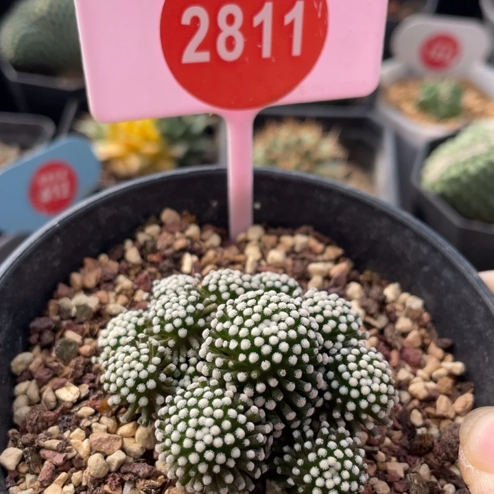 自根松针牡丹群2811