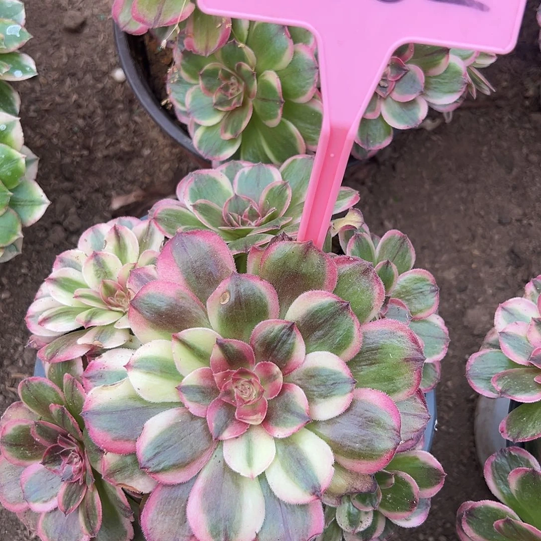 3-882海神多肉法师