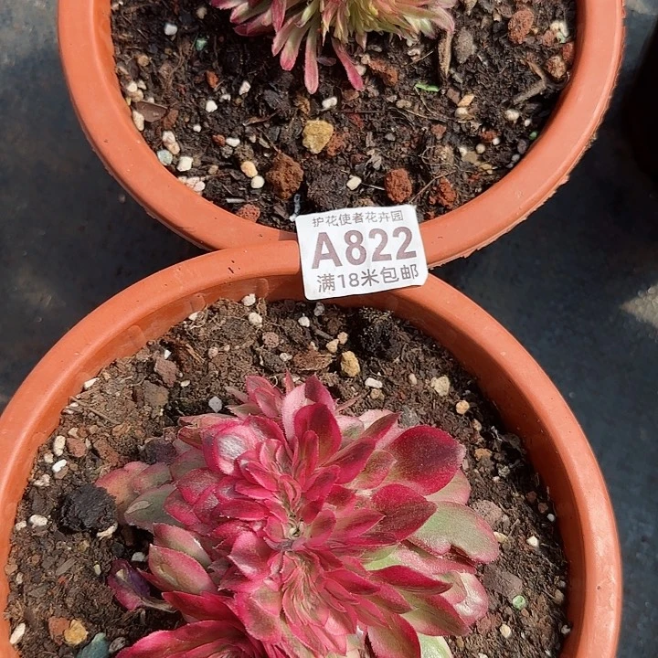 多肉法师淘宝福利