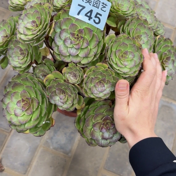 虎***威万灰福利745老桩肉肉
