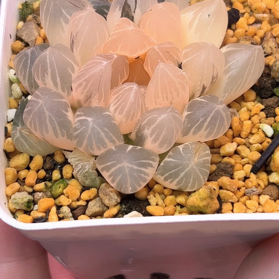 糊斑om六公分十二卷多肉