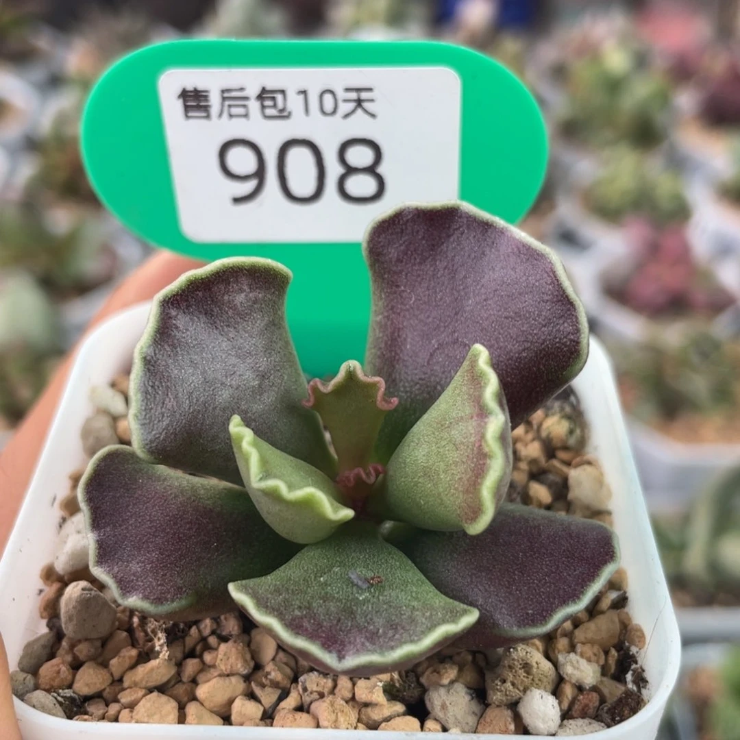 紫肌库博。 908。