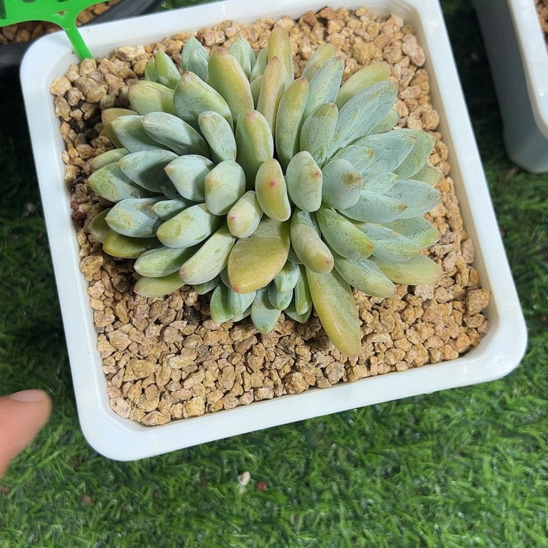 阿帝斯托美人多肉