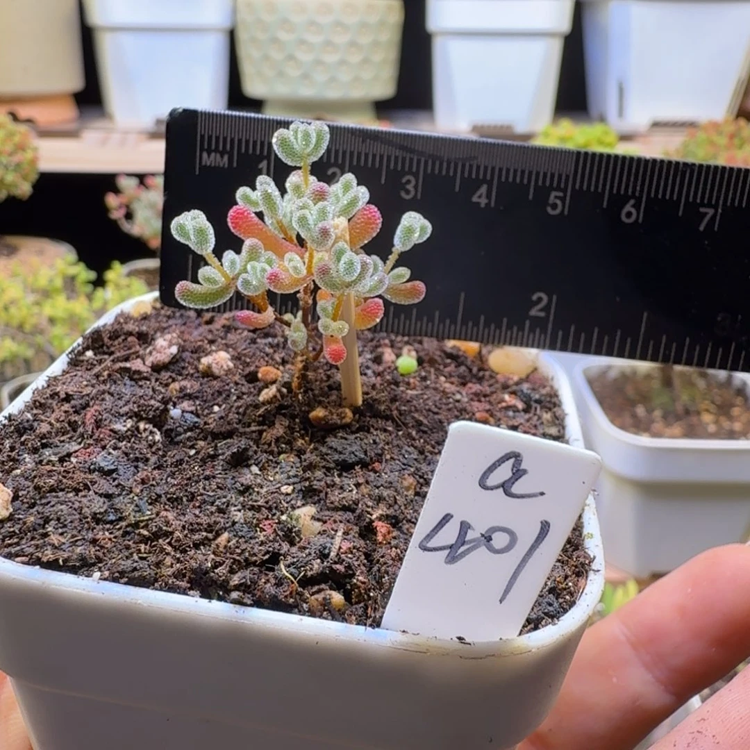 O***ea401号实生冰晶冠服2厘米左右