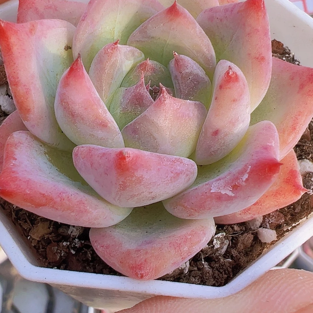 白拉糖19包邮多肉