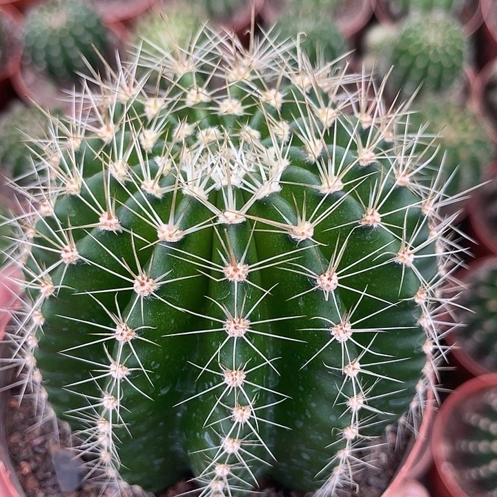 9号实生彩草带盆土发货