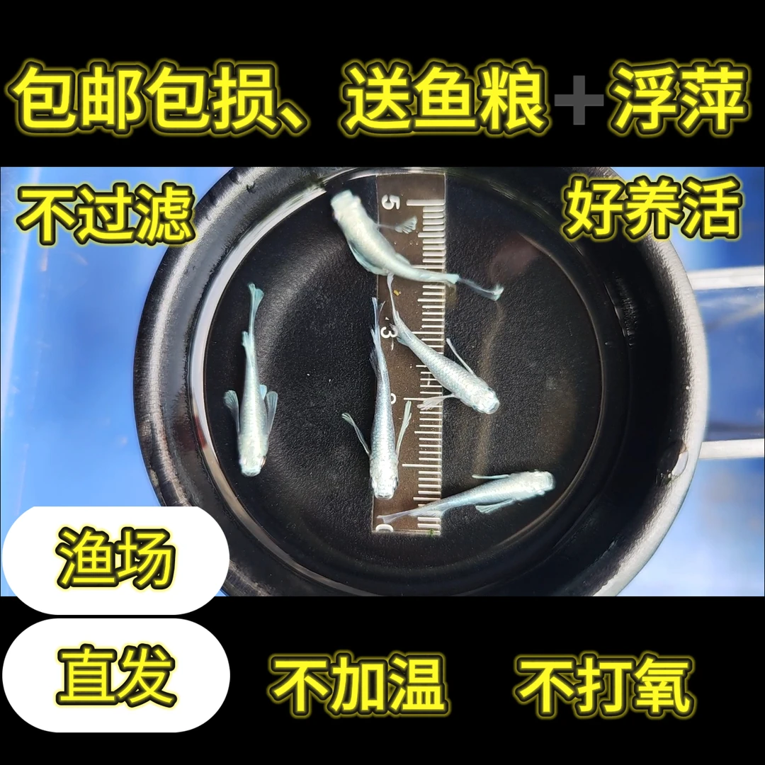 满光天使之翼观背青鳉小型冷水淡水观赏鱼0-40度好养不加温不打氧