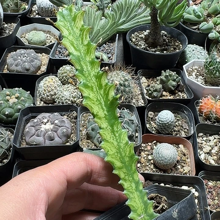 丘***S359巴西龙锦脱土发货