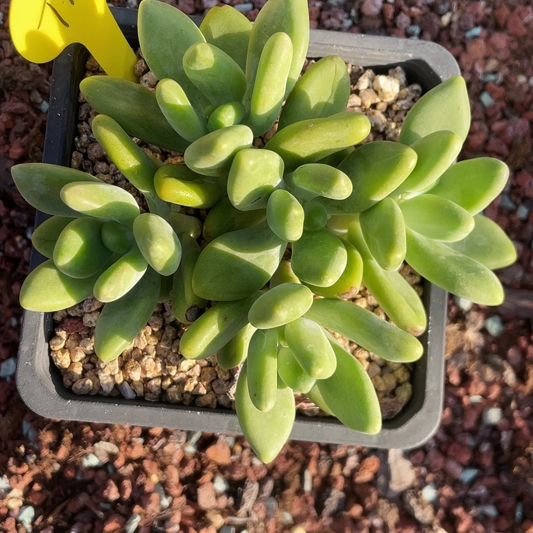 芒果奶酪五头叶插朵朵缀