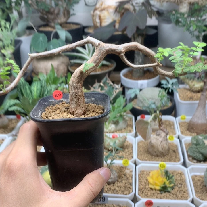 实生滔天橄榄带盆46