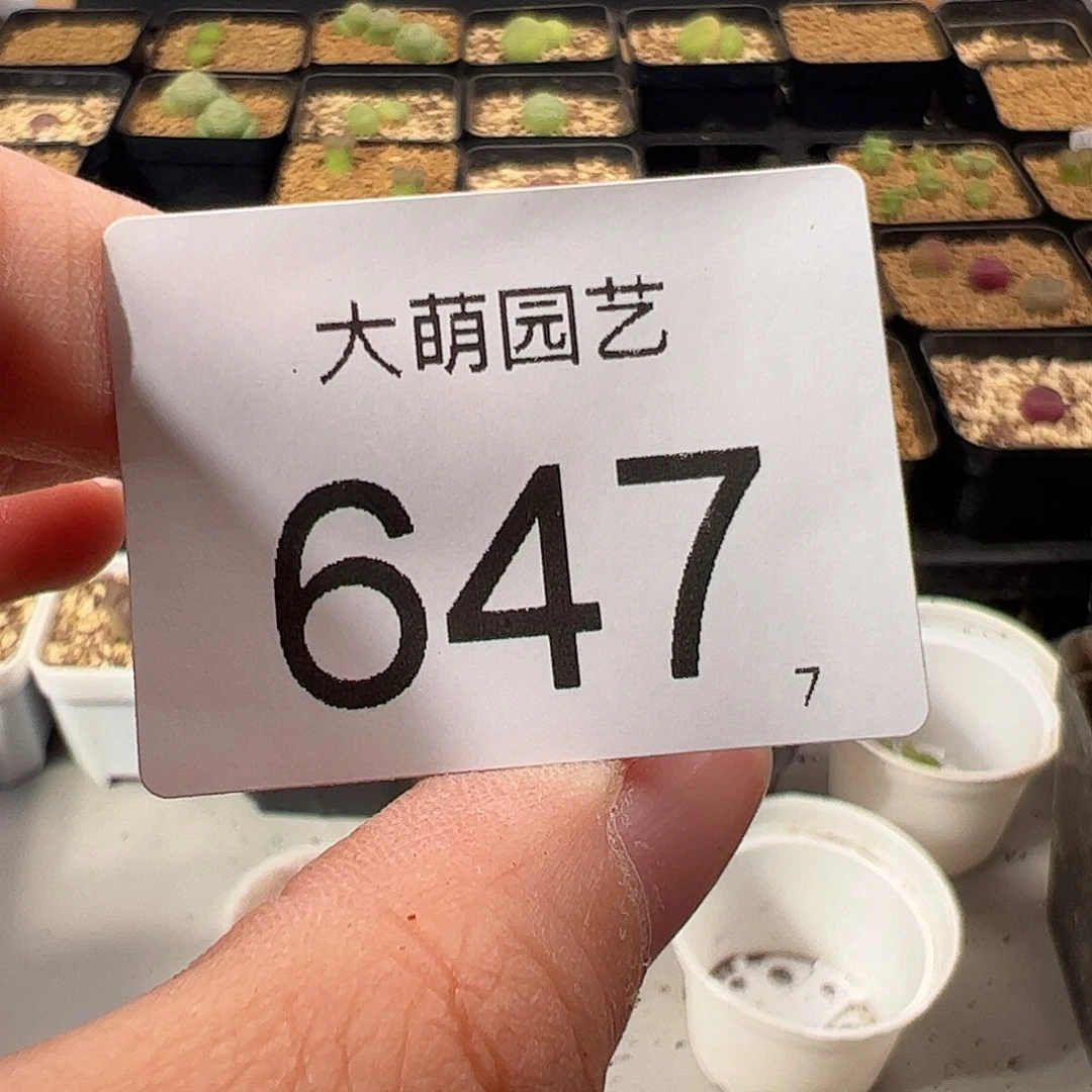 0000647量拍1452.64火龙果安贞2颗