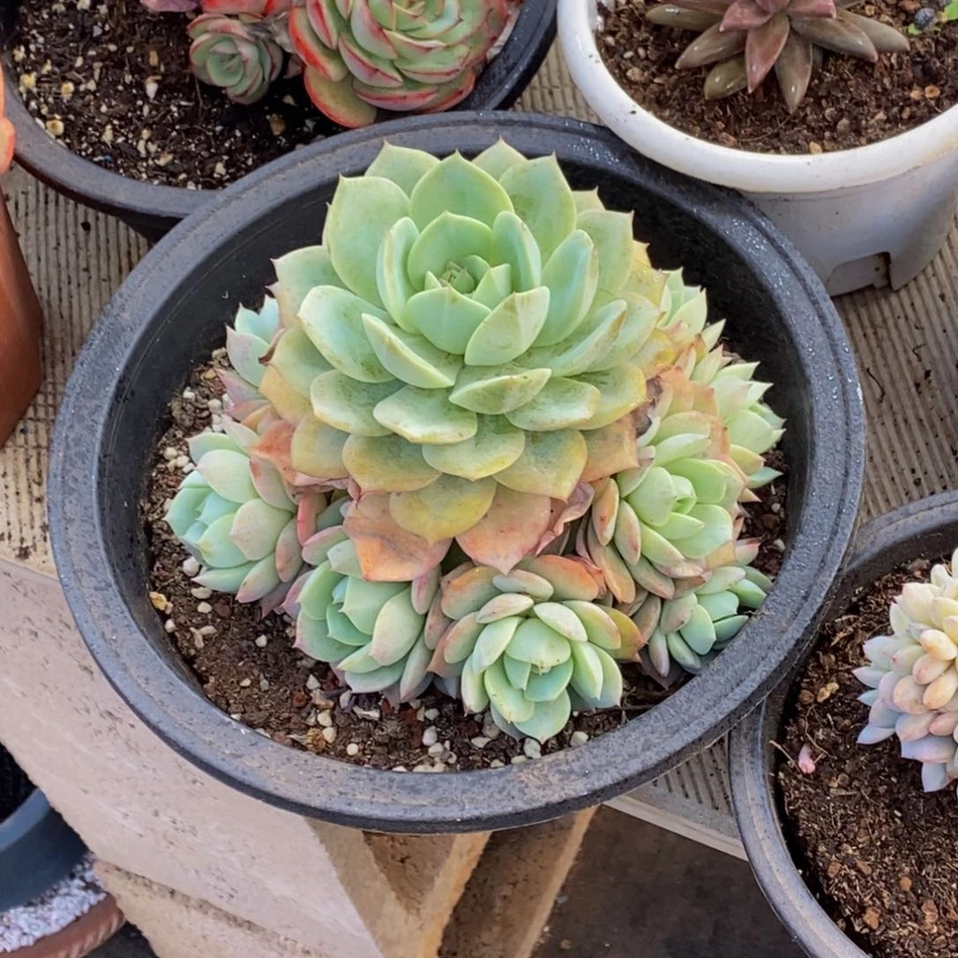 ?**?48包邮一物一拍多肉