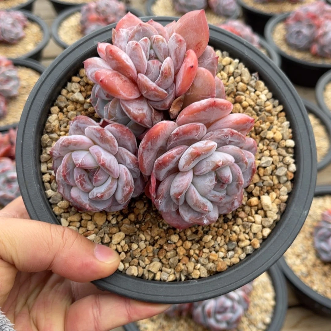 一物一拍不支持退换