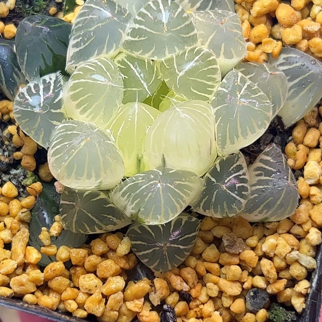 实生糊斑玉露锦十二卷多肉