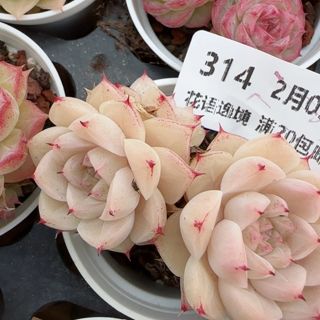 花语逸镜0205-314