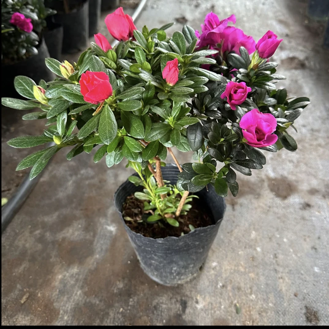 （组合）两棵双色杜鹃花盆栽带花苞