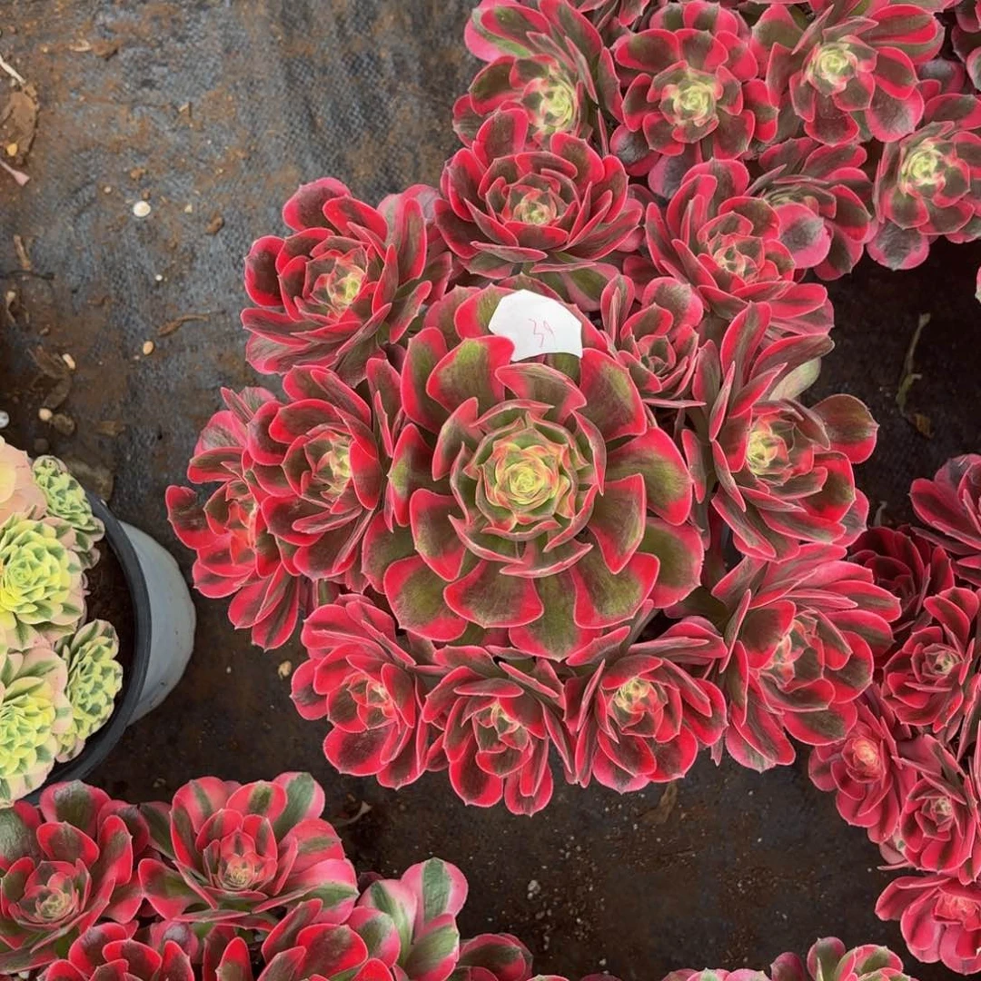 云南七彩石好看39号