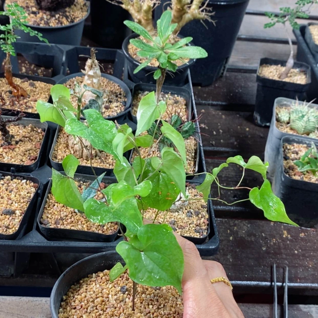 【闪购商品】美叶龟