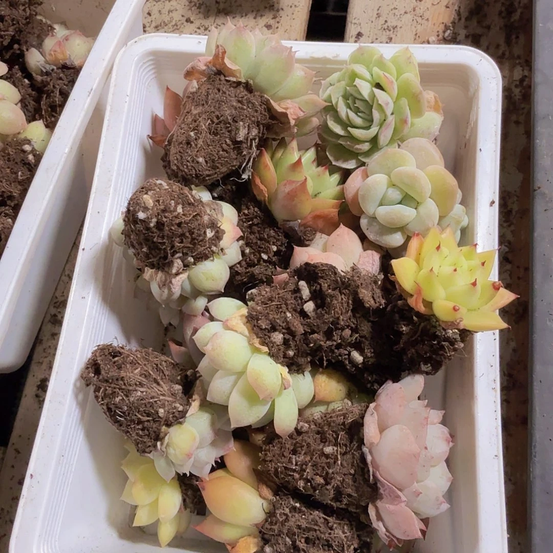 直播福利一物一拍17