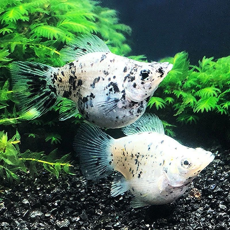 玛丽球鱼奶牛玛丽球月光鱼胎生鱼直接下小鱼大肚怀孕鱼米奇孔雀