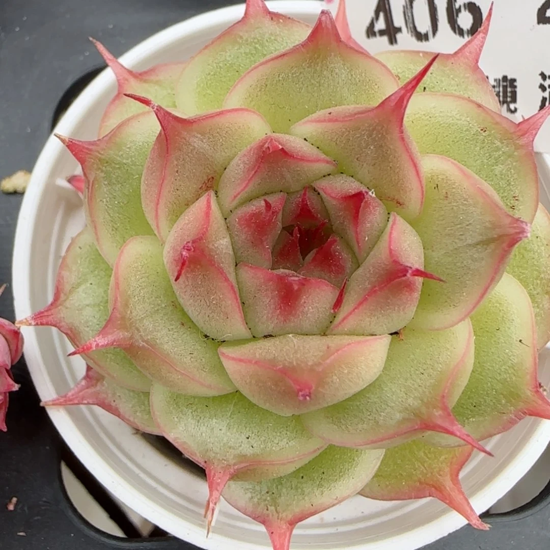 花语逸境0209-406