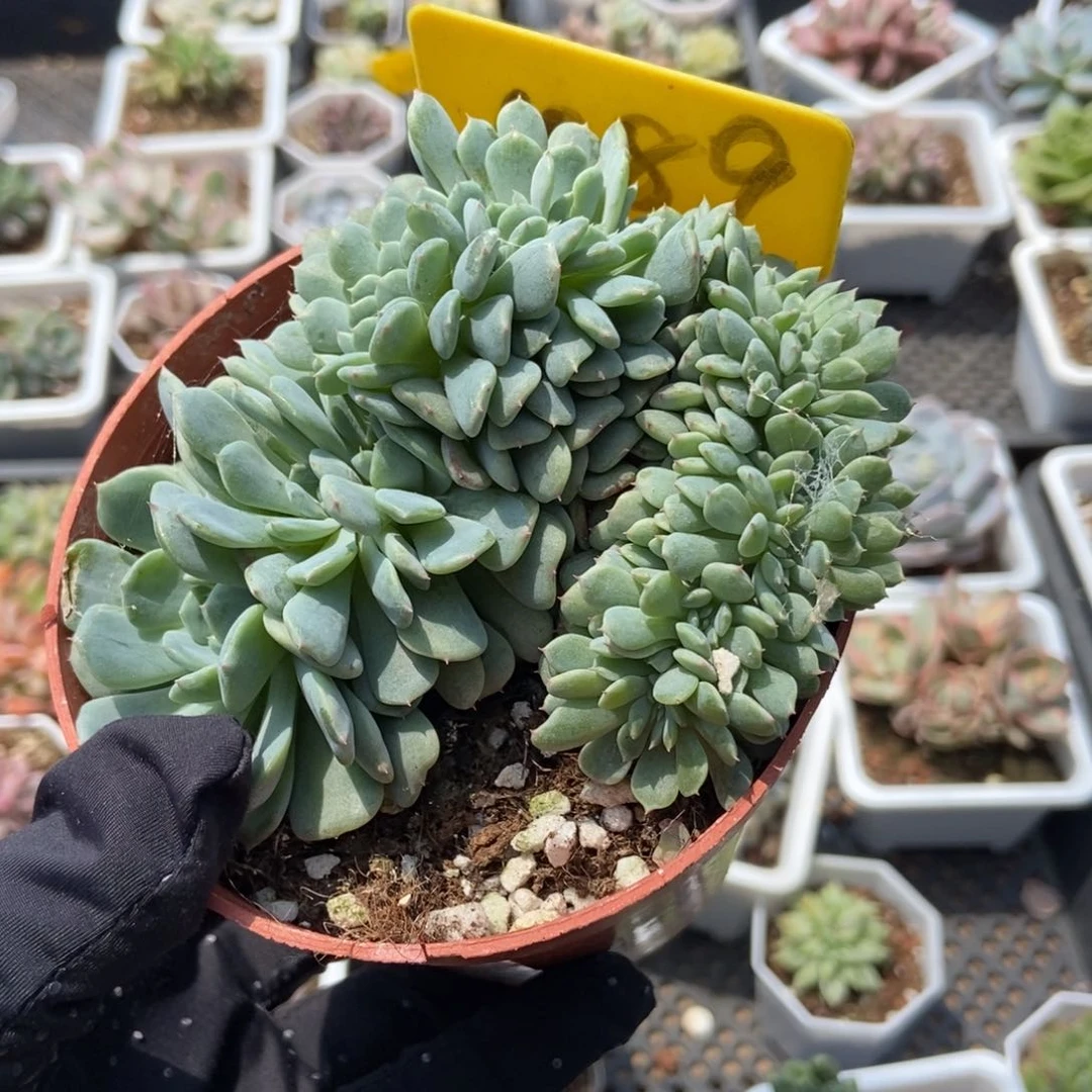 1089白胖子缀多肉植物保护