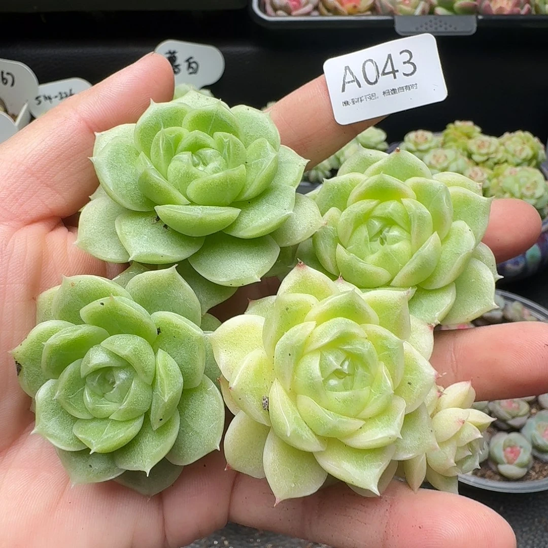 一物一拍一物一拍817-43