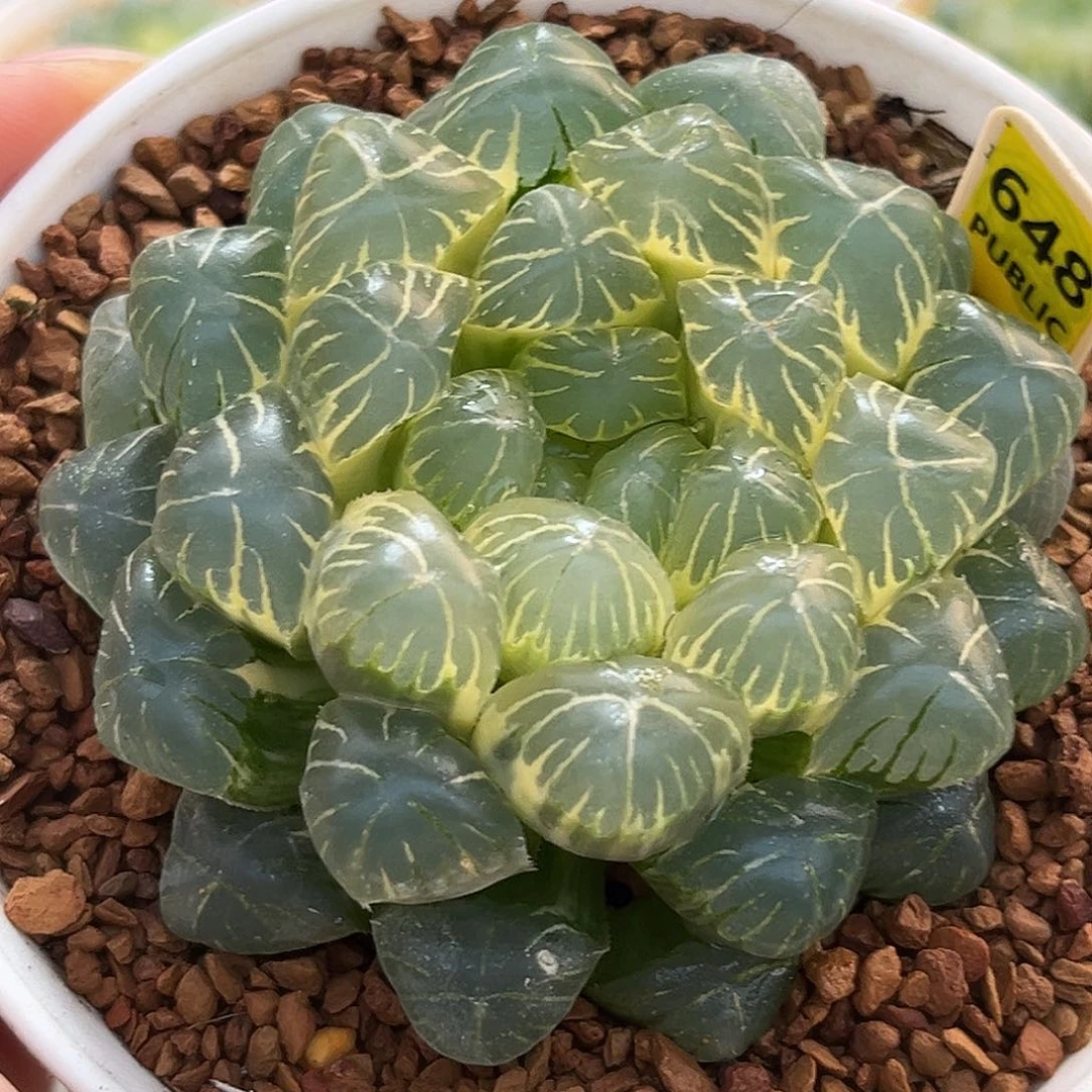 648糊斑湖水玉露锦一物一图